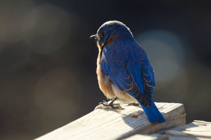 Photo (17): Eastern Bluebird