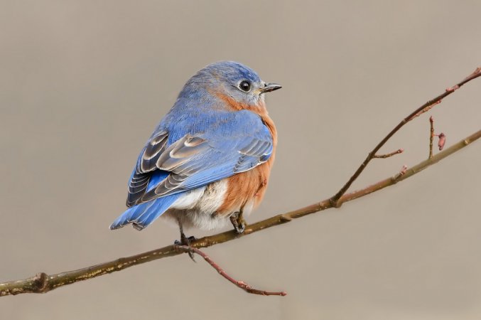 Photo (7): Eastern Bluebird