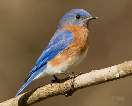 Photo (1): Eastern Bluebird