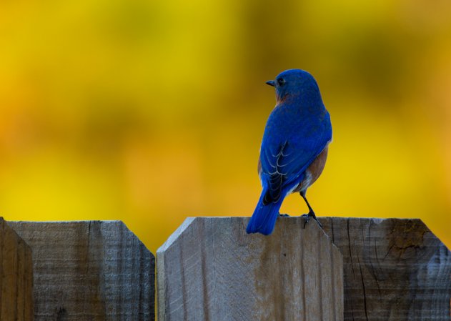 Photo (19): Eastern Bluebird