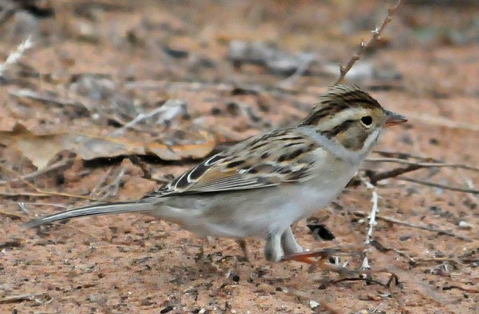 Photo (15): Clay-colored Sparrow