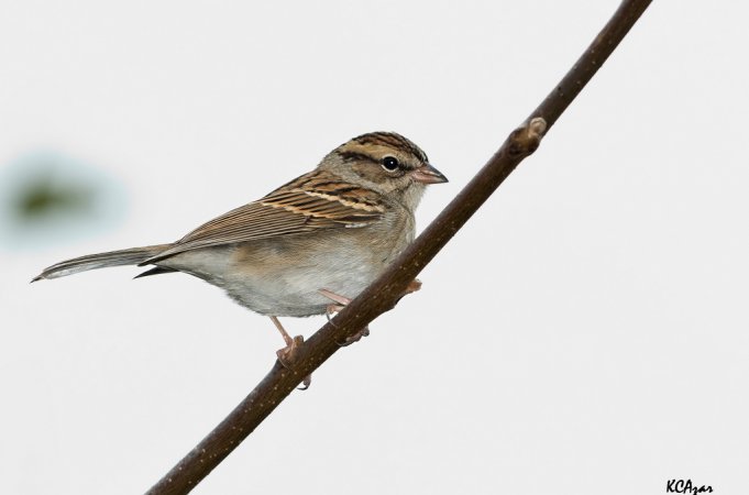 Photo (19): Chipping Sparrow