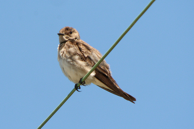 Photo (10): Northern Rough-winged Swallow