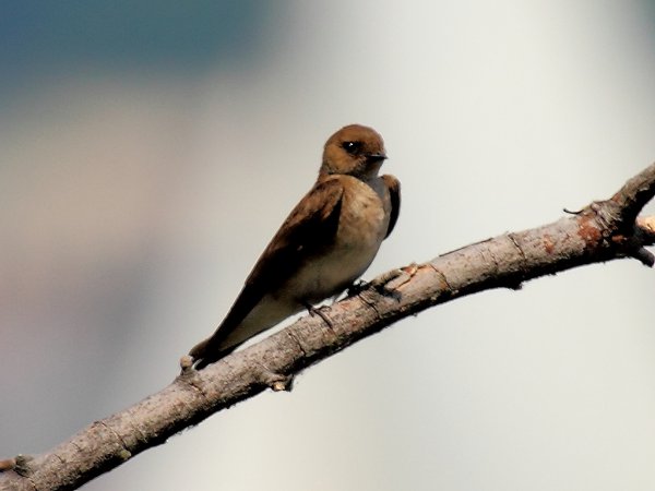 Photo (16): Northern Rough-winged Swallow