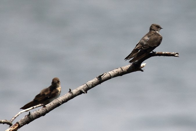Photo (15): Northern Rough-winged Swallow