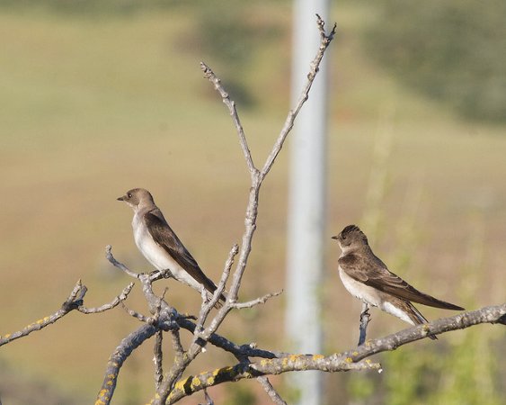Photo (4): Northern Rough-winged Swallow