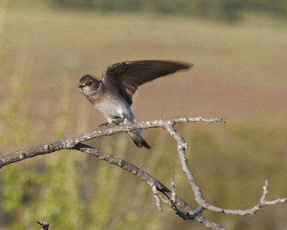 Photo (11): Northern Rough-winged Swallow