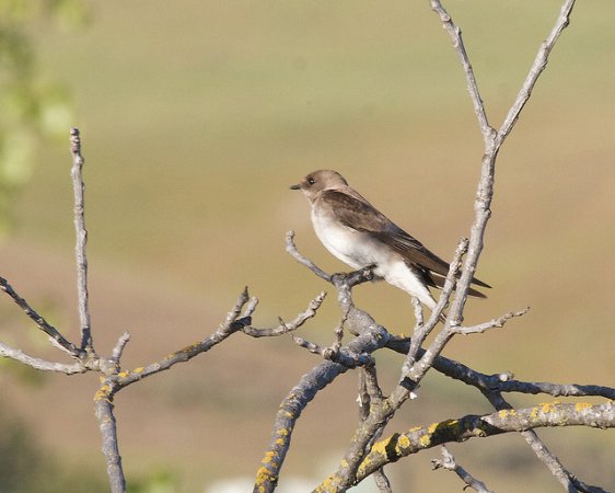 Photo (12): Northern Rough-winged Swallow
