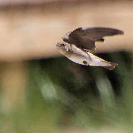 Photo (14): Northern Rough-winged Swallow