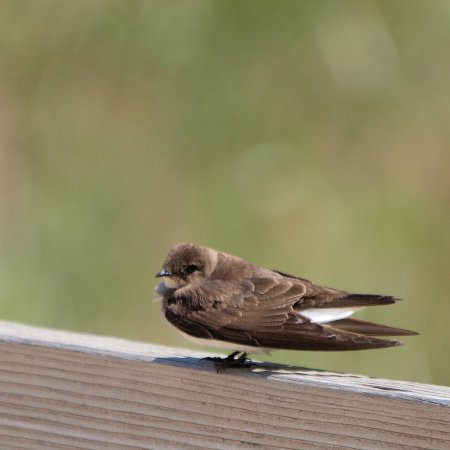 Photo (13): Northern Rough-winged Swallow