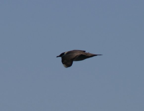 Photo (11): Long-tailed Jaeger
