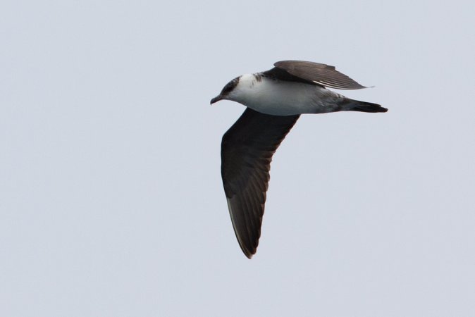 Photo (10): Long-tailed Jaeger