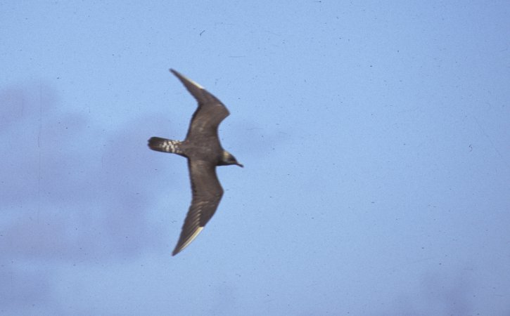 Photo (14): Long-tailed Jaeger
