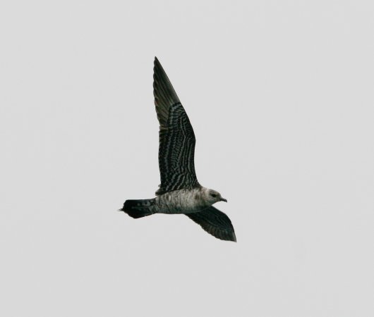 Photo (18): Long-tailed Jaeger