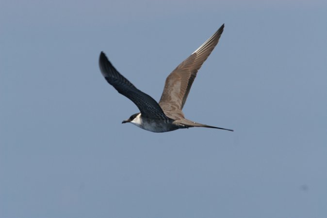 Photo (7): Long-tailed Jaeger