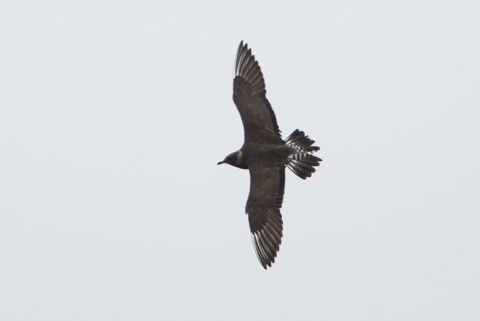 Photo (13): Long-tailed Jaeger