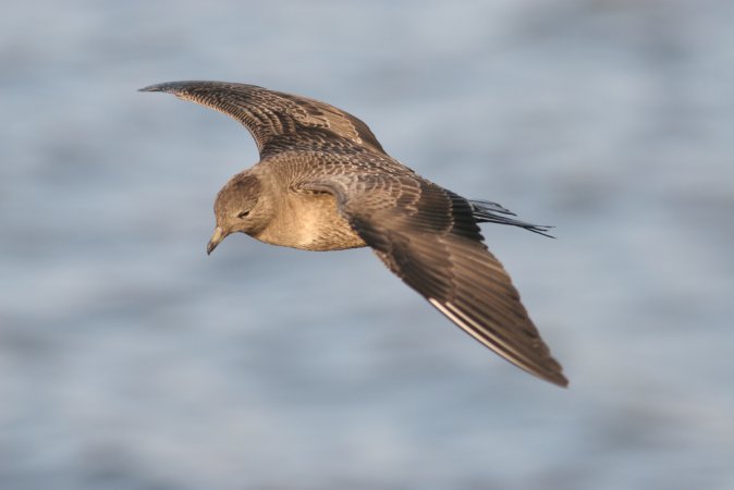 Photo (17): Long-tailed Jaeger