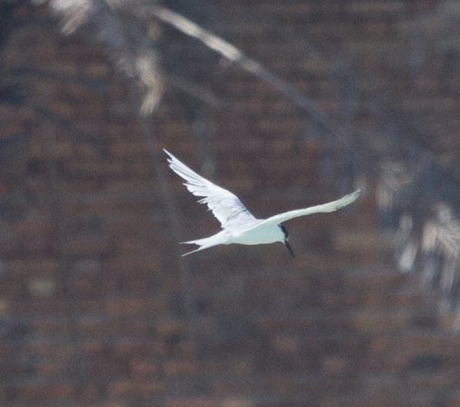 Photo (10): Roseate Tern
