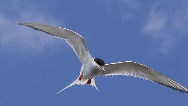 Photo (8): Roseate Tern