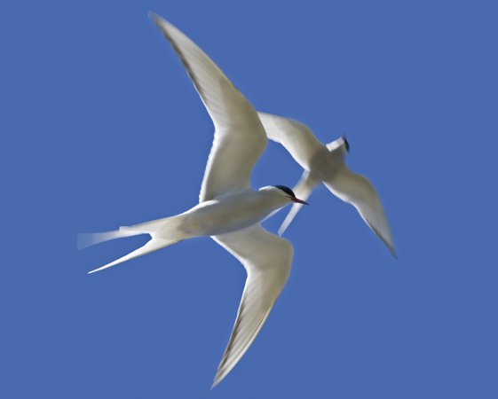 Photo (15): Arctic Tern