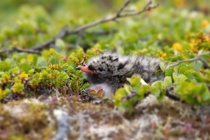 Photo (18): Arctic Tern