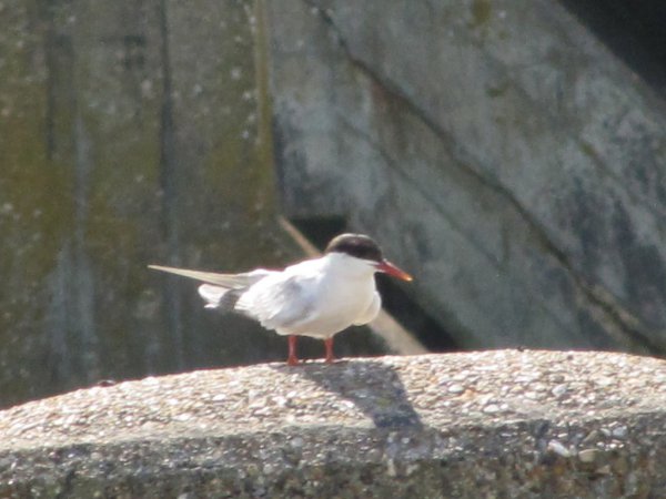 Photo (16): Arctic Tern