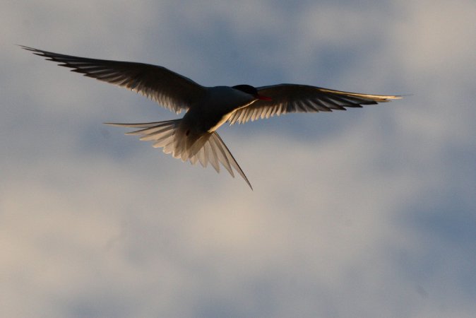 Photo (13): Arctic Tern