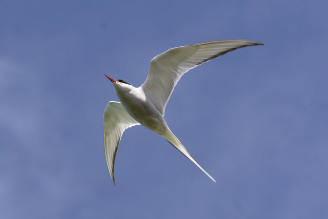 Photo (14): Arctic Tern