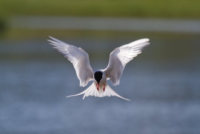 Photo (6): Arctic Tern