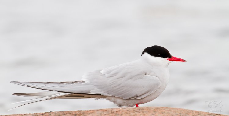 Photo (4): Arctic Tern