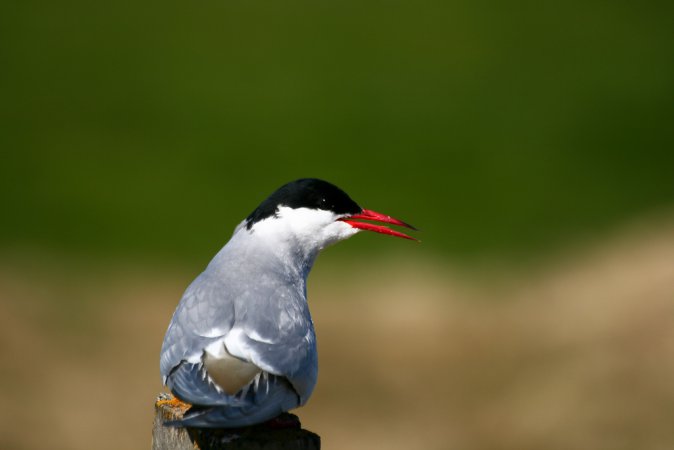 Photo (7): Arctic Tern