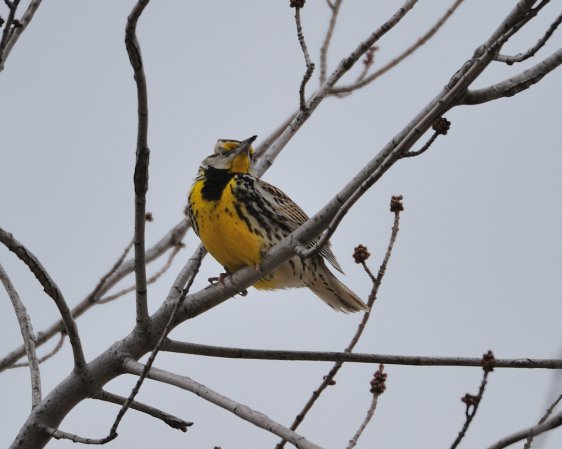 Photo (11): Eastern Meadowlark