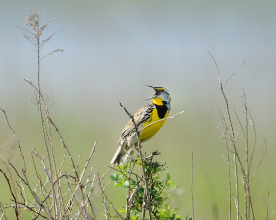 Photo (18): Eastern Meadowlark