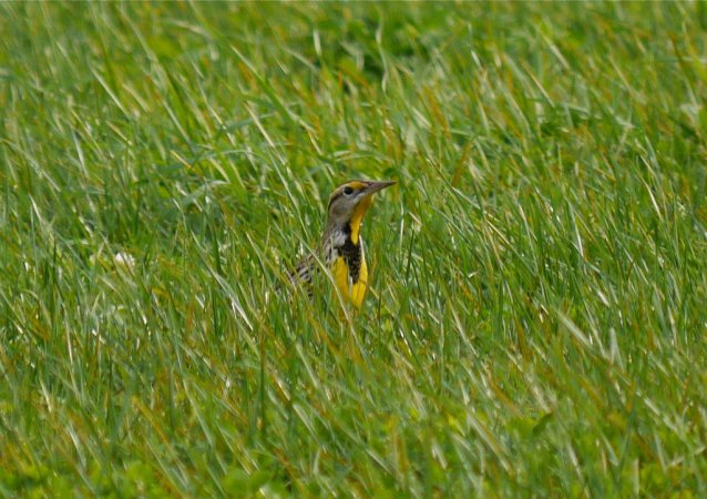 Photo (16): Eastern Meadowlark