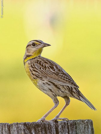 Photo (4): Eastern Meadowlark