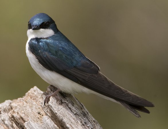 Photo (3): Tree Swallow
