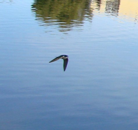 Photo (17): Tree Swallow