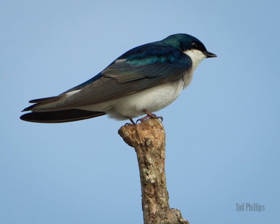 Photo (13): Tree Swallow