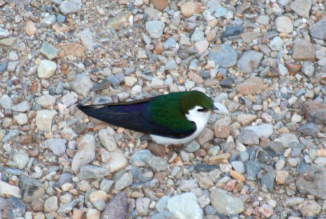 Photo (14): Violet-green Swallow