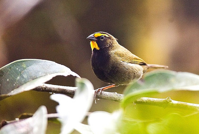 Photo (10): Yellow-faced Grassquit