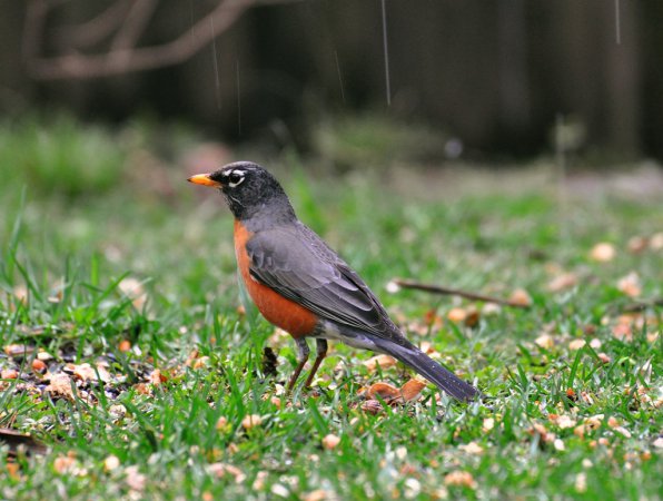 Photo (13): American Robin