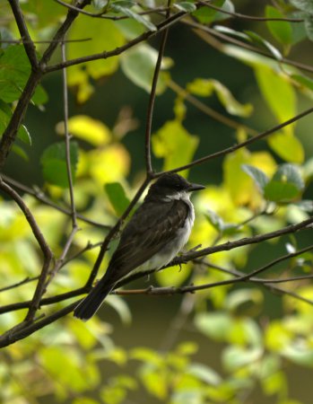Photo (15): Eastern Kingbird