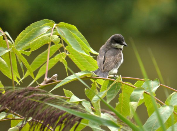 Photo (16): Eastern Kingbird