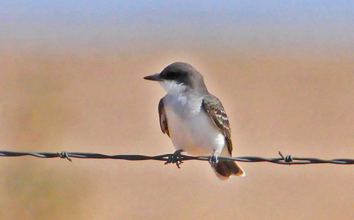Photo (17): Eastern Kingbird