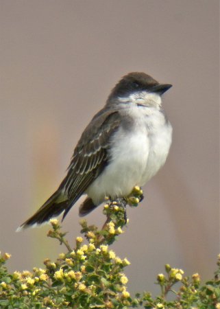 Photo (19): Eastern Kingbird