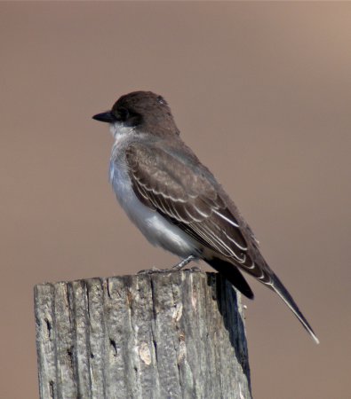 Photo (5): Eastern Kingbird