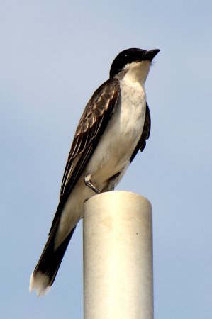 Photo (22): Eastern Kingbird