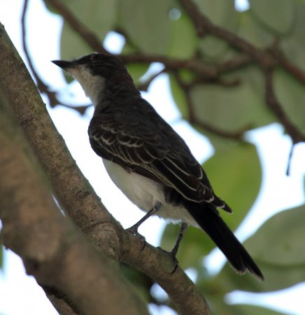 Photo (18): Eastern Kingbird