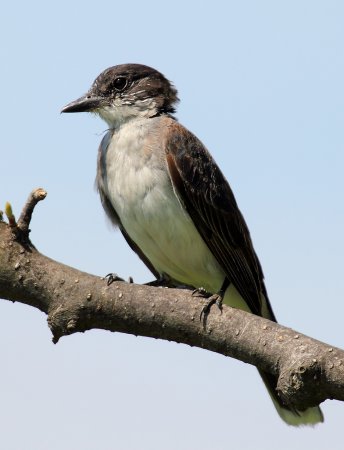 Photo (6): Eastern Kingbird