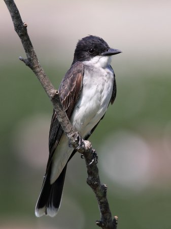 Photo (3): Eastern Kingbird
